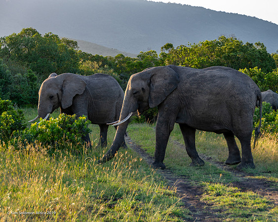 KS2019-AfriciaTrip-100-723