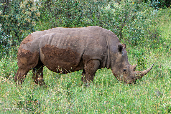 KS2019-AfriciaTrip-100-1042