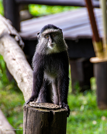 KS2019-AfriciaTrip-100-910