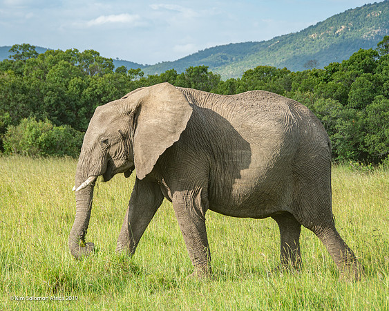 KS2019-AfriciaTrip-100-520