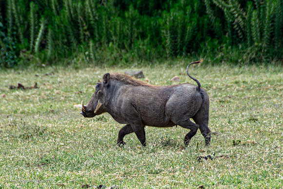 KS2019-AfriciaTrip-100-1451