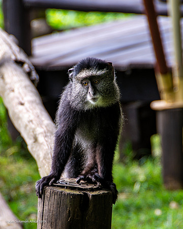 KS2019-AfriciaTrip-100-911