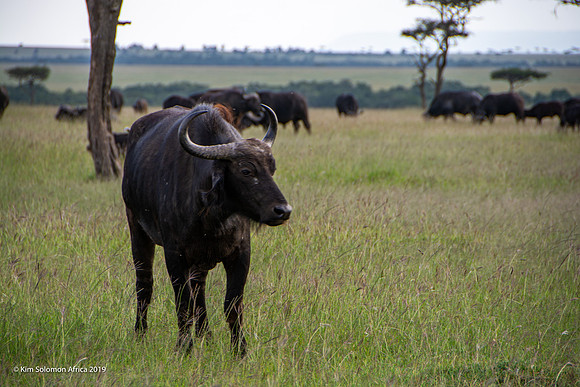 KS2019-AfriciaTrip-100-1087