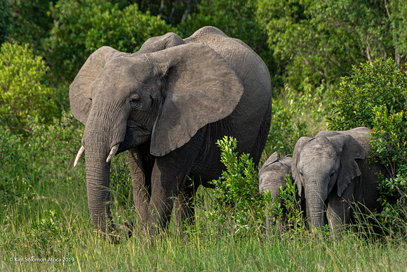KS2019-AfriciaTrip-100-533