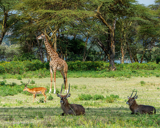 KS2019-AfriciaTrip-100-1829