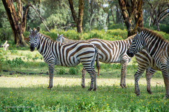 KS2019-AfriciaTrip-100-1785