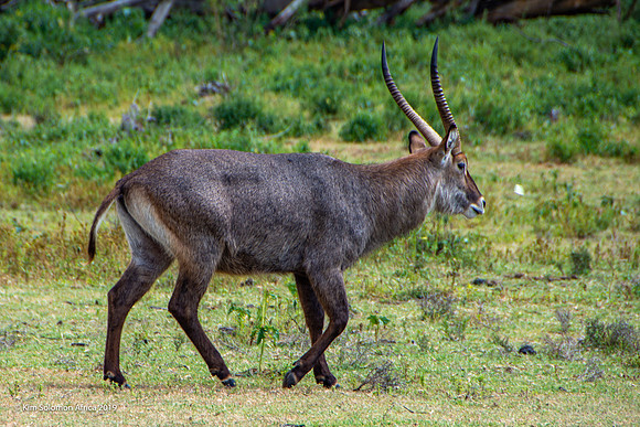 KS2019-AfriciaTrip-100-1791