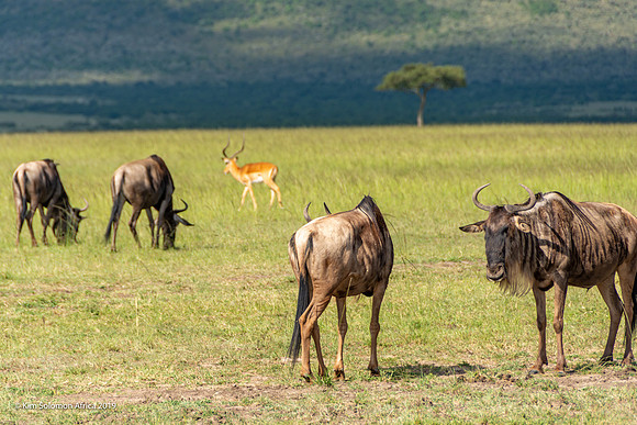 KS2019-AfriciaTrip-100-390