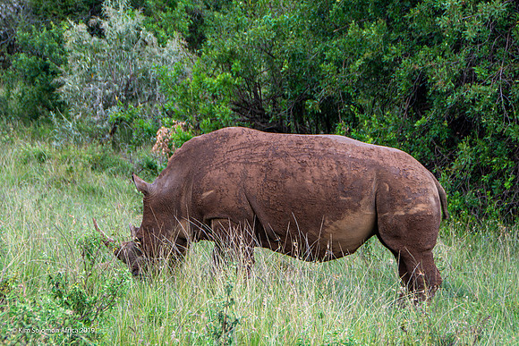 KS2019-AfriciaTrip-100-1009