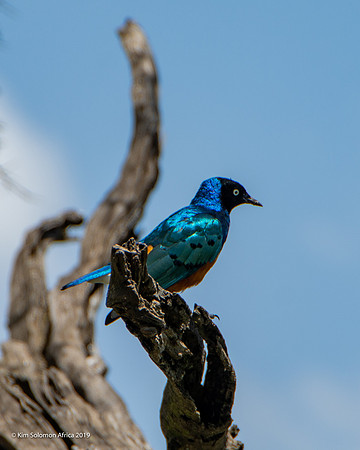 KS2019-AfriciaTrip-100-1633