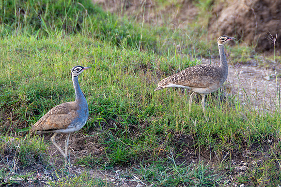 KS2019-AfriciaTrip-100-597