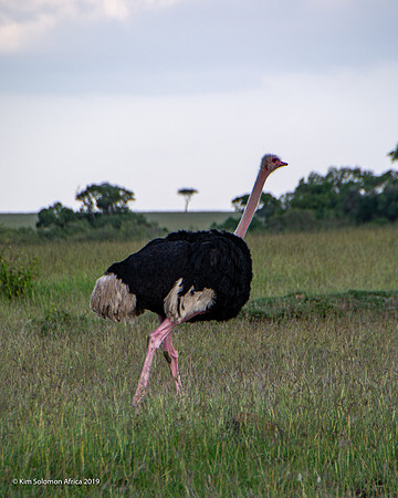 KS2019-AfriciaTrip-100-1169