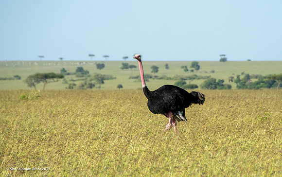 KS2019-AfriciaTrip-100-783