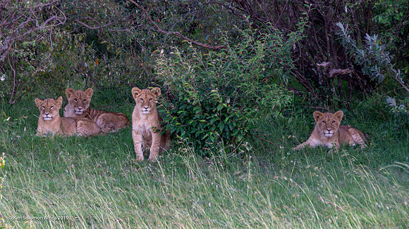KS2019-AfriciaTrip-100-740
