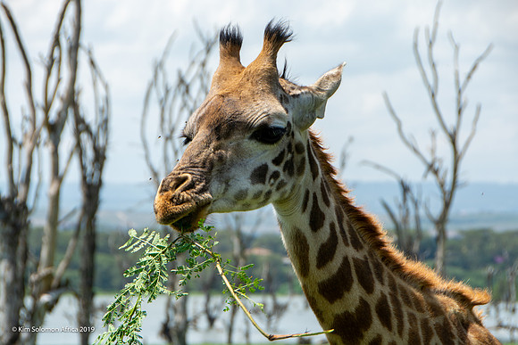 KS2019-AfriciaTrip-100-1625