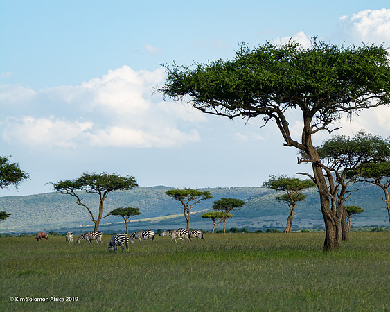 KS2019-AfriciaTrip-100-635