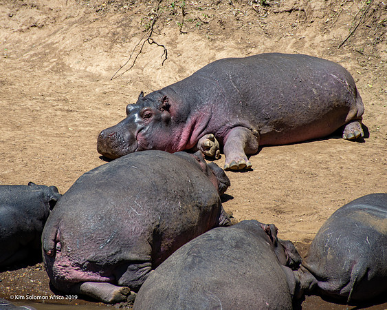 KS2019-AfriciaTrip-100-345
