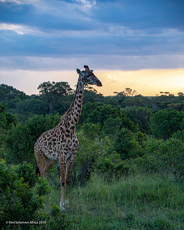 KS2019-AfriciaTrip-100-1181