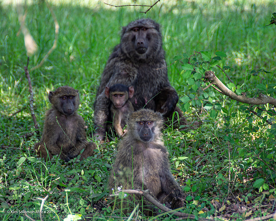 KS2019-AfriciaTrip-100-369