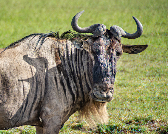 KS2019-AfriciaTrip-100-396