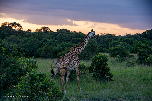 KS2019-AfriciaTrip-100-1218