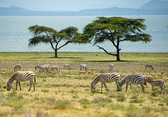 KS2019-AfriciaTrip-100-1769