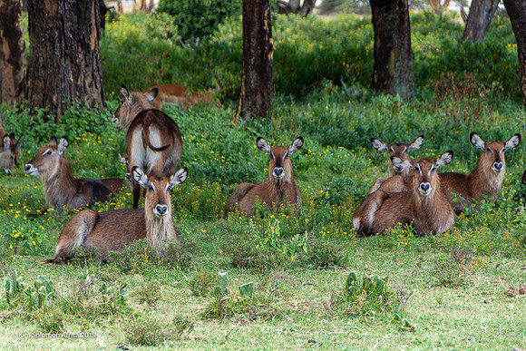 KS2019-AfriciaTrip-100-1806