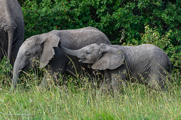 KS2019-AfriciaTrip-100-544