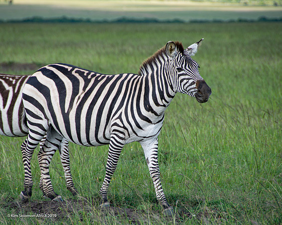 KS2019-AfriciaTrip-100-424