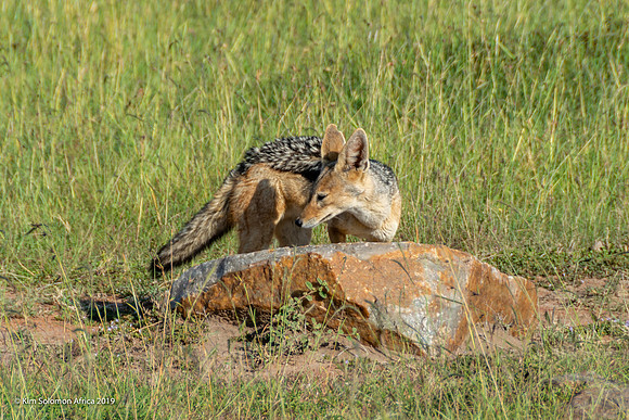 KS2019-AfriciaTrip-100-800