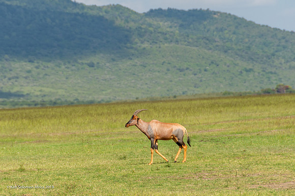 KS2019-AfriciaTrip-100-380