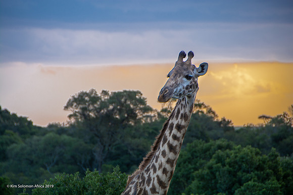 KS2019-AfriciaTrip-100-1187