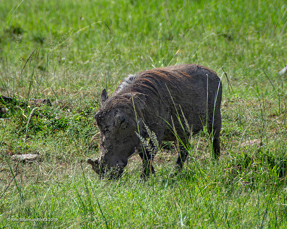 KS2019-AfriciaTrip-100-370