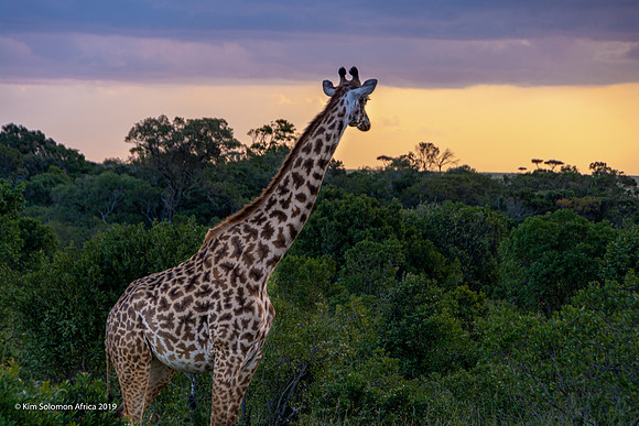 KS2019-AfriciaTrip-100-1207