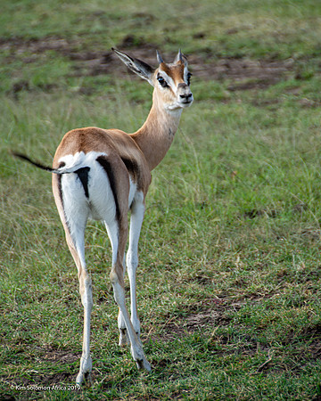 KS2019-AfriciaTrip-100-404