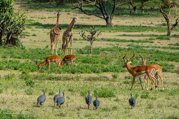 KS2019-AfriciaTrip-100-1824