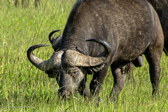 KS2019-AfriciaTrip-100-489
