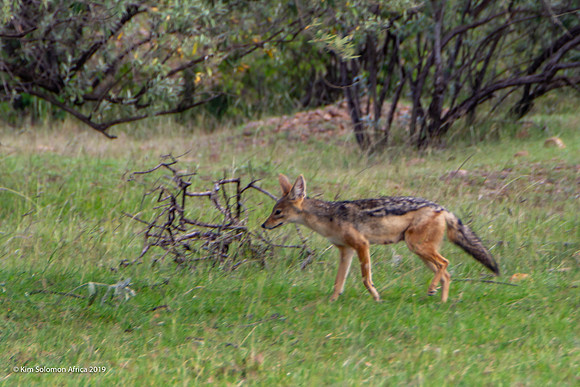 KS2019-AfriciaTrip-100-1063