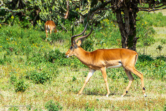 KS2019-AfriciaTrip-100-1854