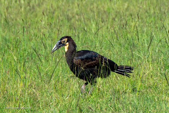 KS2019-AfriciaTrip-100-475