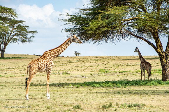KS2019-AfriciaTrip-100-1855