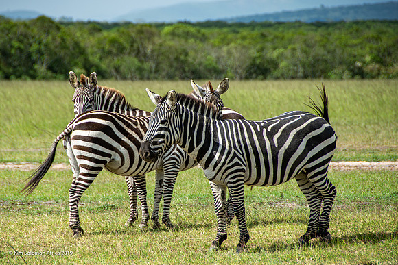 KS2019-AfriciaTrip-100-930