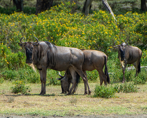 KS2019-AfriciaTrip-100-1689