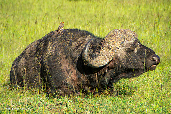 KS2019-AfriciaTrip-100-1104