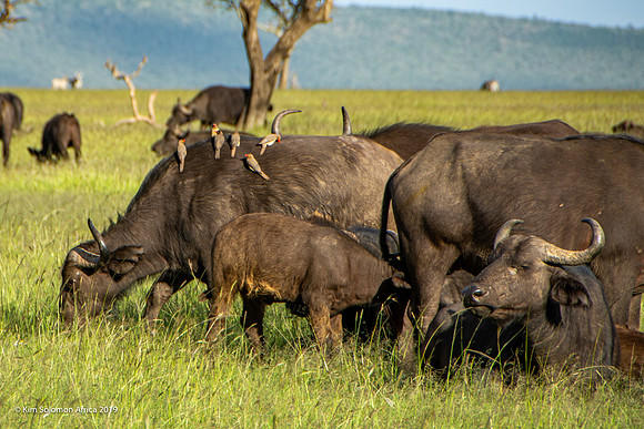 KS2019-AfriciaTrip-100-1110