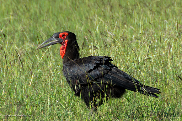 KS2019-AfriciaTrip-100-471