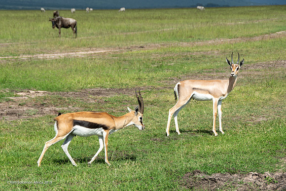 KS2019-AfriciaTrip-100-923